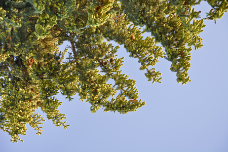 Spruce branches with cones against the sky.の写真素材