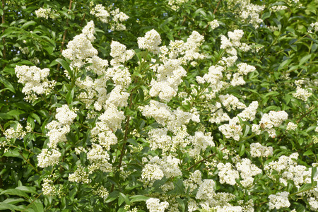 Background of a white blooming in spring bush privet.の写真素材