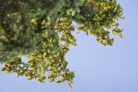 Spruce branches with cones against the sky.の写真素材