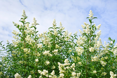 Shrub privet white blossoming spring on the sky with clouds. Landscape.