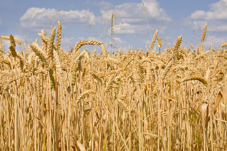 Sunlit field of ripe wheat against blue sky with clouds.の写真素材