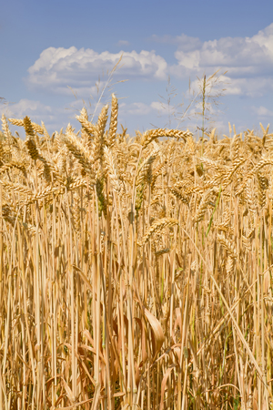 Sunlit field of ripe wheat against blue sky with clouds.の写真素材