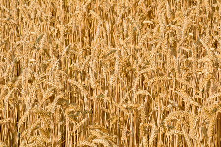Sunlit field of ripe wheat. Background. July sunny day in the wheat field.の写真素材