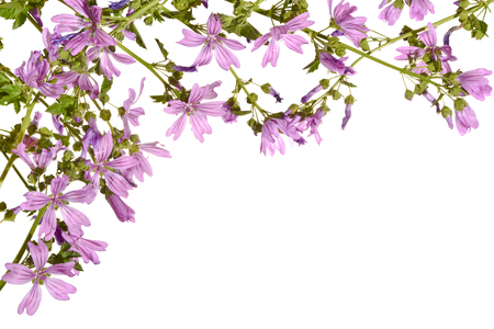 Blooming pink mallow isolated on a white background.の写真素材