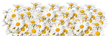 Camomile in row isolated on white backgroundの写真素材