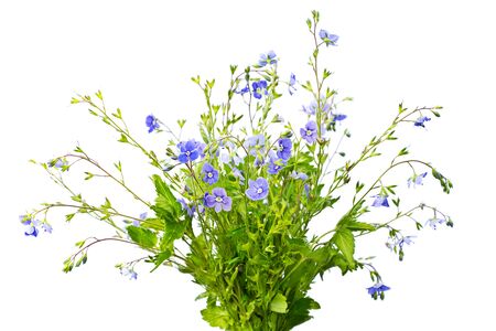 Blue flowers on white backgroundの写真素材
