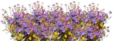 Bouquets of flowers in row isolated on whiteの写真素材