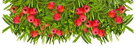 Yew twigs with red berries isolated in rowの写真素材