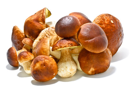 Boletus edulis mushrooms on moss isolatedの写真素材