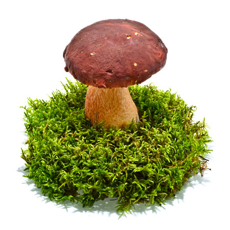Boletus edulis mushroom on moss isolatedの写真素材