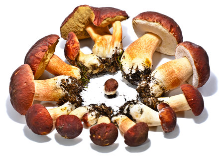 Boletus edulis mushrooms on moss isolatedの写真素材