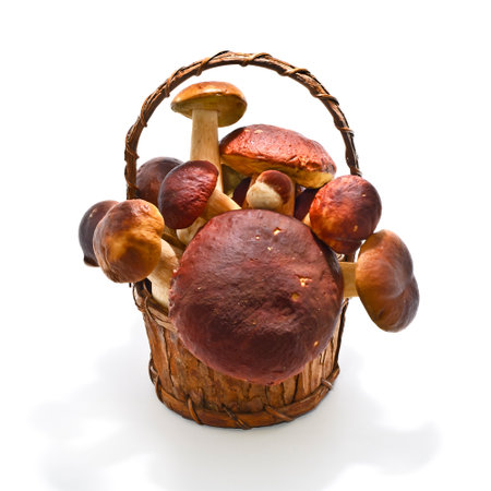 Bark basket of beautiful mushroomsの写真素材