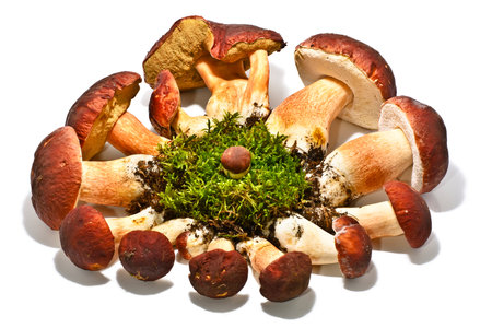 Boletus edulis mushrooms on moss isolatedの写真素材