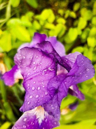 Purple iris flower with water droplets on petals.