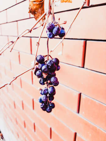 Bunch of black grapes hanging on a vine in front of a brick wallの写真素材