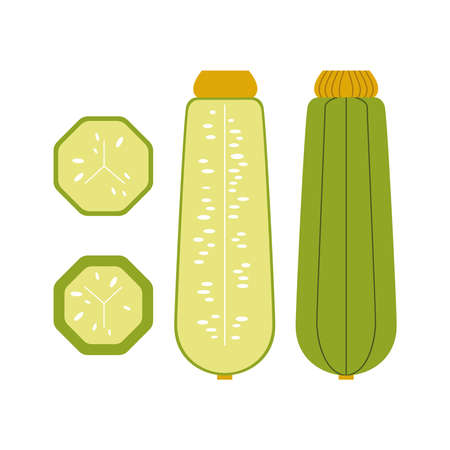 Zucchini whole, cut across and sliced. Green summer plant on a white background. Vector geometric flat style.のイラスト素材