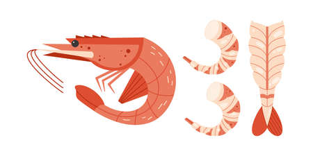 Shrimp elements set. Seafood without shell, meat. Illustration of snack and ocean symbol. Geometric vector illustrationのイラスト素材