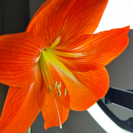 ndoor bulbous flower red amaryllis close-up photoの写真素材