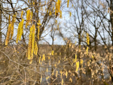 magnificent landscape flooding of the riverbed in early spring in Marchの写真素材