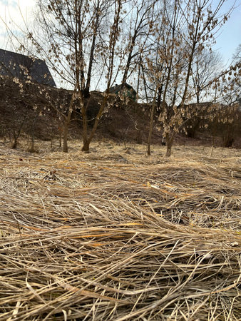 withered last year's grass in early spring in the floodplain of the riverの写真素材