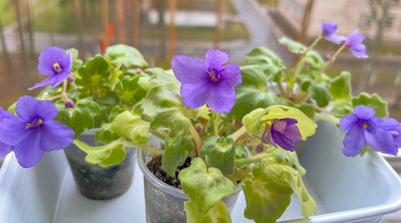 indoor homemade violet of the mini variety on the windowsill against the background of an open windowの写真素材