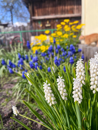 in spring in April, muscari flowers bloomed in a flower bedの写真素材