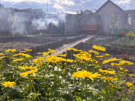 in arel, a decorative yellow milkweed bloomed on a flower bedの写真素材