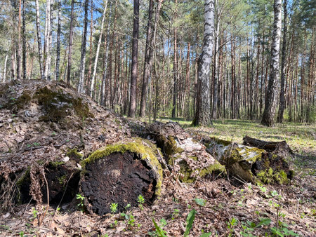 in the spring in the forest in April, a stump in a birch groveの写真素材