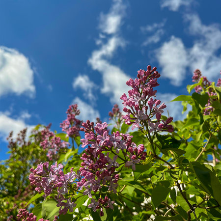 pink lilac blooms in the city in spring in Mayの写真素材