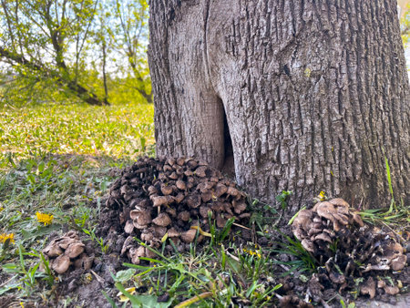 inedible mushrooms grow in a group under a tree in a city parkの写真素材