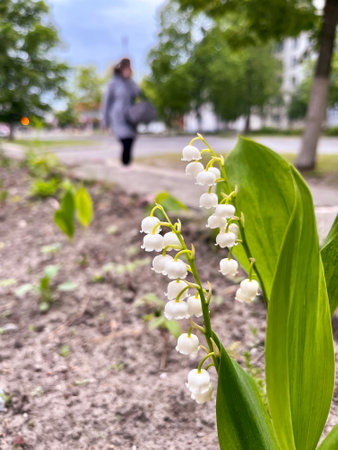 white city lilies of the valley on the background of a girl walking down the streetの写真素材