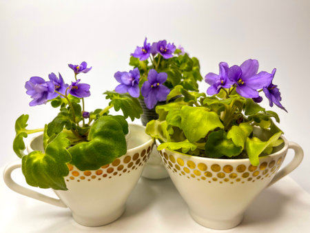 blooming indoor blue saintpaulia in a cup on a light backgroundの写真素材