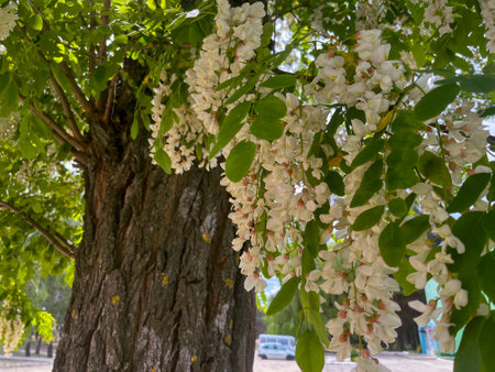 in May, a white fragrant acacia blooms in the cityの写真素材