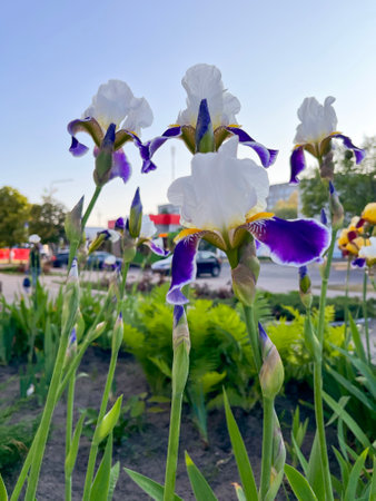 delicate white irises wabash bloom in spring in a flower bed on a city streetの写真素材
