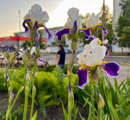 delicate white irises wabash bloom in spring in a flower bed on a city streetの写真素材