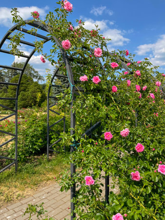 a pink climbing rose blooms in a city flower bedの写真素材
