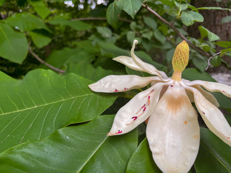 the magnolia tree blooms in summer in the park with a beautiful flowerの写真素材