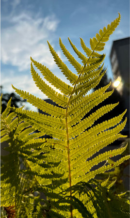 against the background of the blue sky and sunset, a fern leafの写真素材