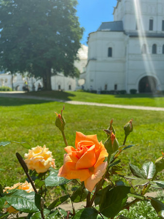 bright roses bloom on the territory of the monastery in summer