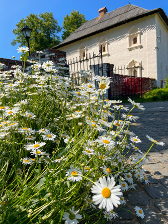in the garden in summer, field daisies bloom togetherの写真素材