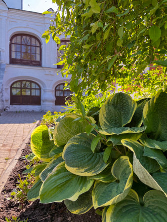 in summer, a juicy green and white hosta grows against the background of the monasteryの写真素材