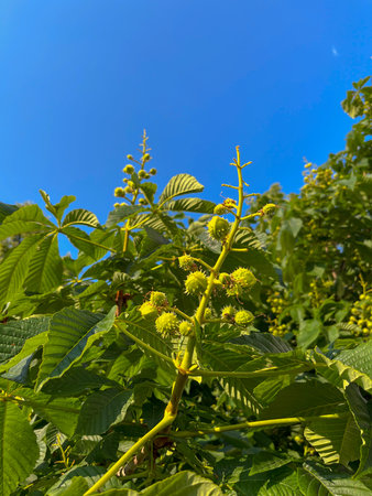 young fruits on a chestnut tree in summer