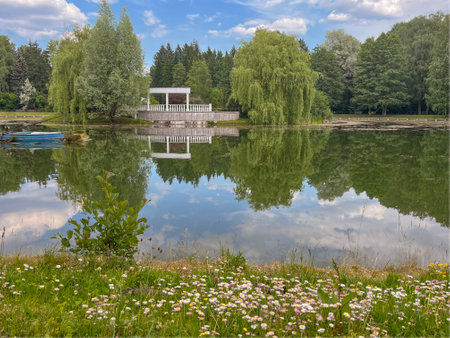 colorful cheerful daisies bloom on the shore of the reservoir in summerの写真素材