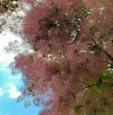 in the summer in June, the paniculate scumpia bloomed