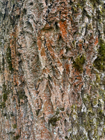 in the park, colorful moss grows on the trunk of a tree, on its barkの写真素材