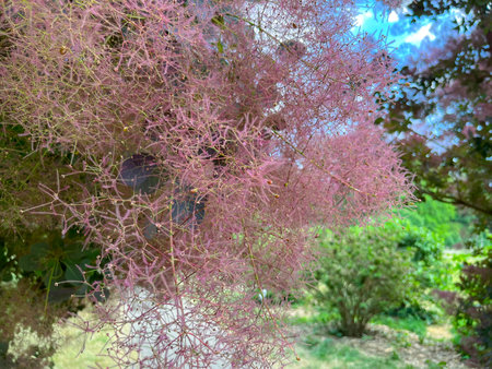in the summer in June, the paniculate scumpia bloomed