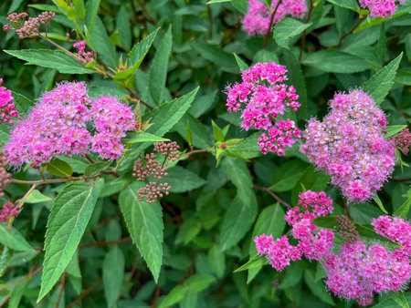 pink spirea blooms in the park in summer in June