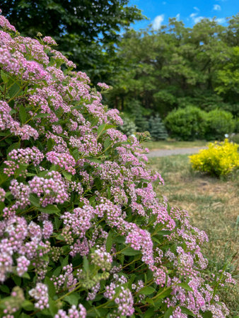 pink spirea blooms in the park in summer in Juneの写真素材