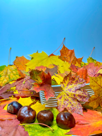 multicolored autumn maple leaves on a white backgroundの写真素材