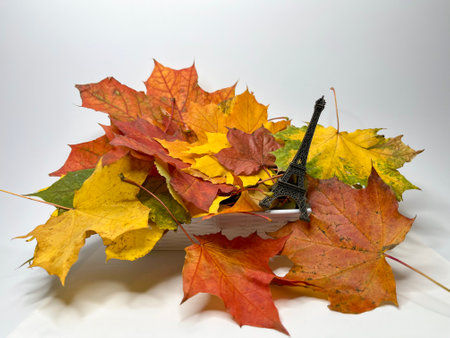 multicolored autumn maple leaves on a white backgroundの写真素材